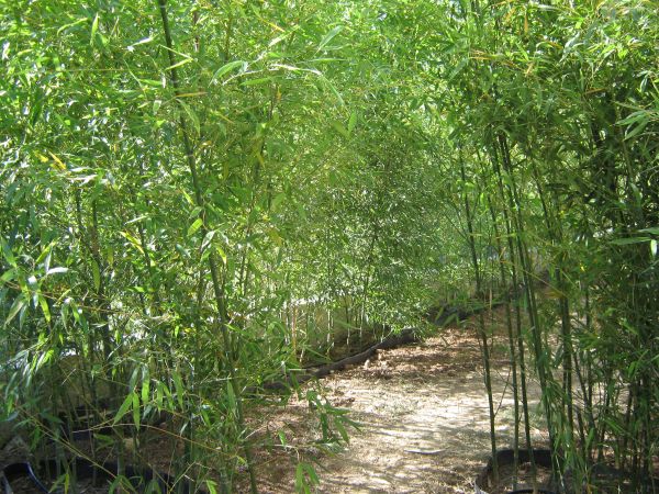 Haie de bambou plantée par Jade Espaces Verts dans le var