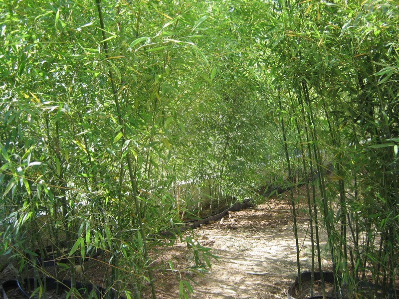 Passage dans la haie de bambou