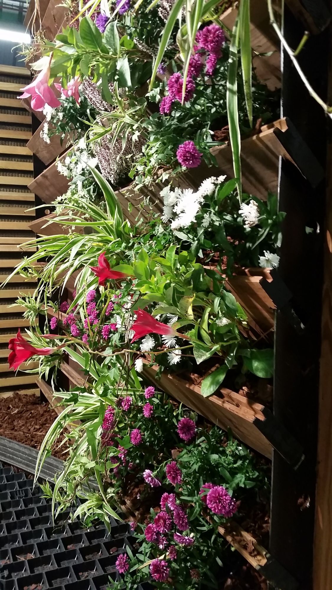 mur végétalisé d'interieur dans le Var