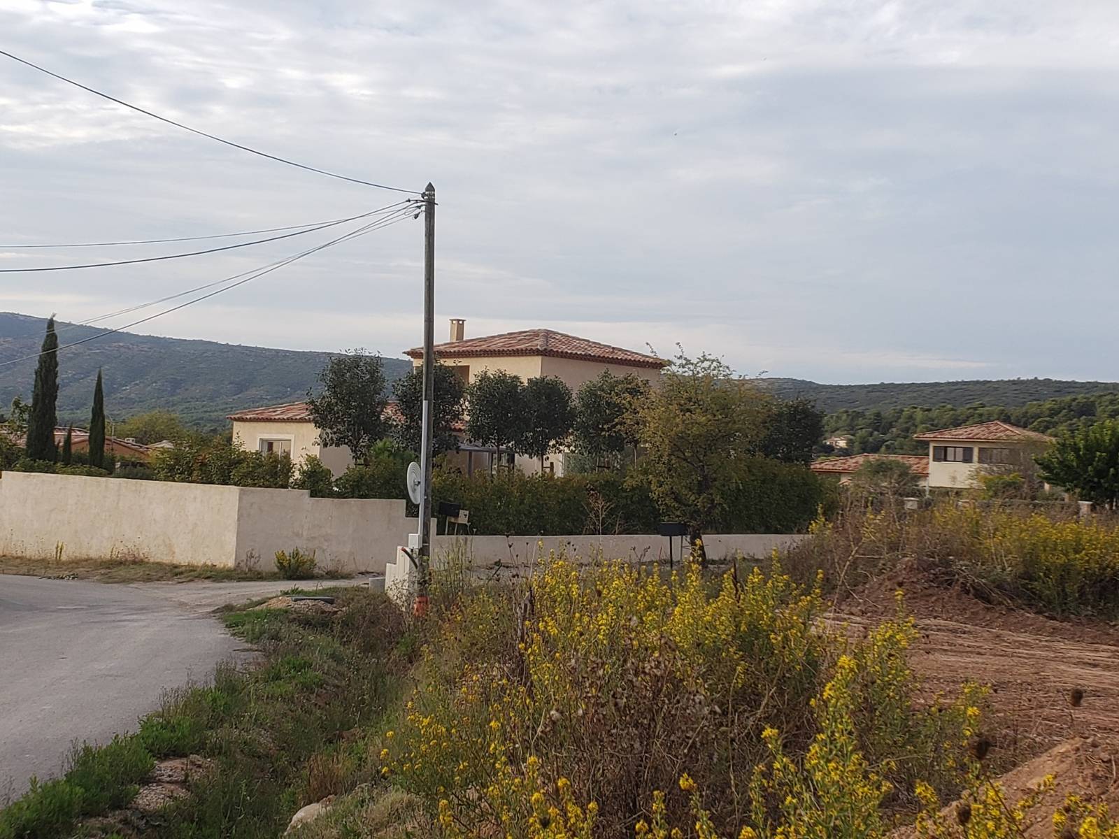 Photinia tige 22/24 en alignement dans le var