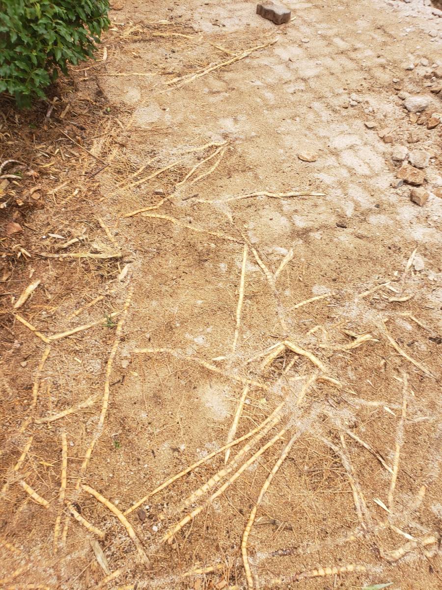 Rhizomes de bambous ayant poussés sous des pavés dans le var