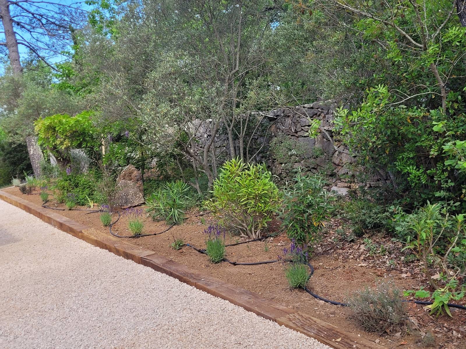 Réaménagement paysager avec des plantes méditerrannéennes