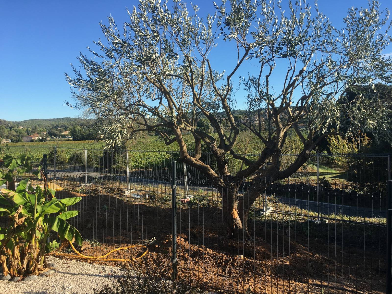 Olivier transplanté et sauvé à Carces