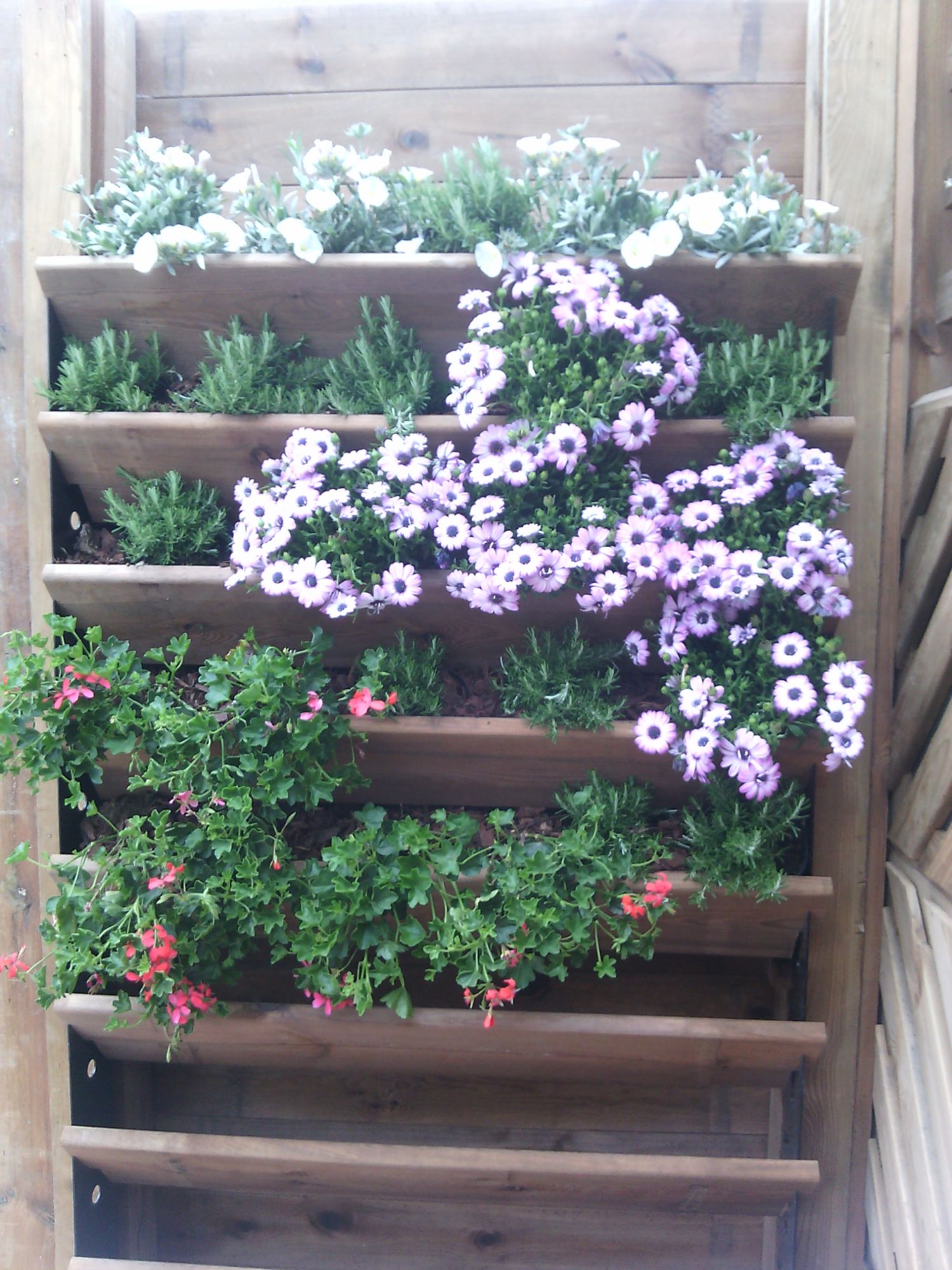 mur végétalisé à Saint Maximin dans le var