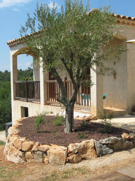 Muret en pierres séches dans le var avec olivier