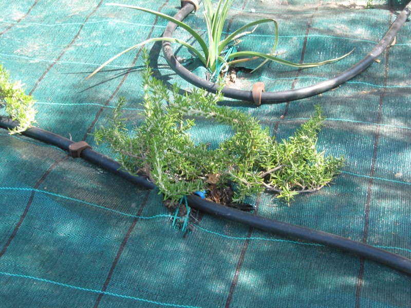 Arrosage par goutte a goutte a saint maximin dans le var