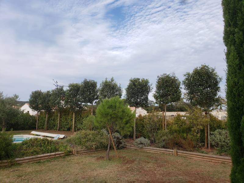 Photinia tige 3 m de haut à Pourrières dans le Var