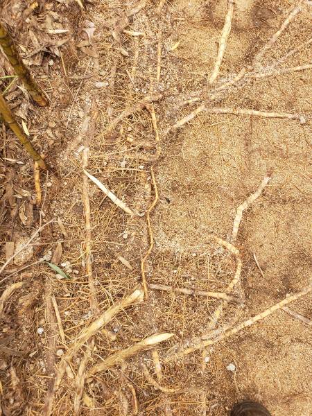 Les rhizomes de bambous à St Maximin dans le var