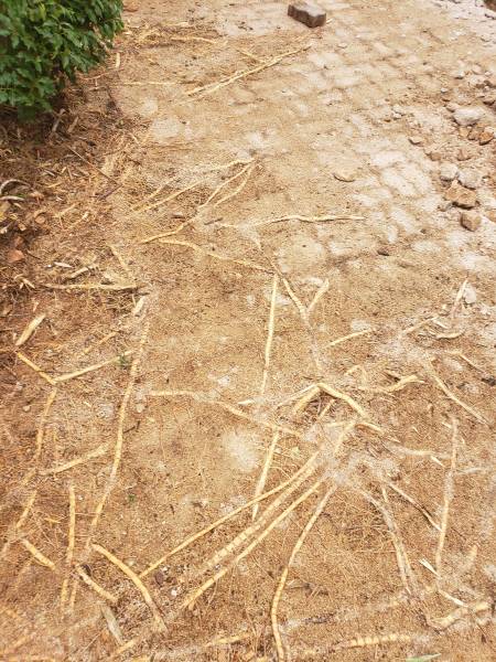 Rhizomes de bambous ayant poussés sous des pavés dans le var