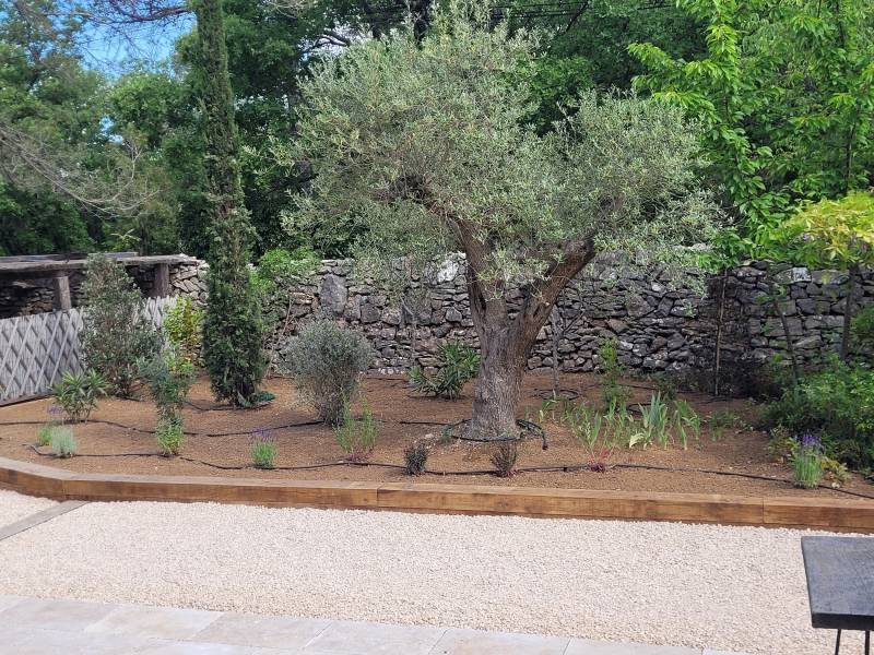 Réaménagement paysager autour d'un olivier à St Maximin la Ste Baume