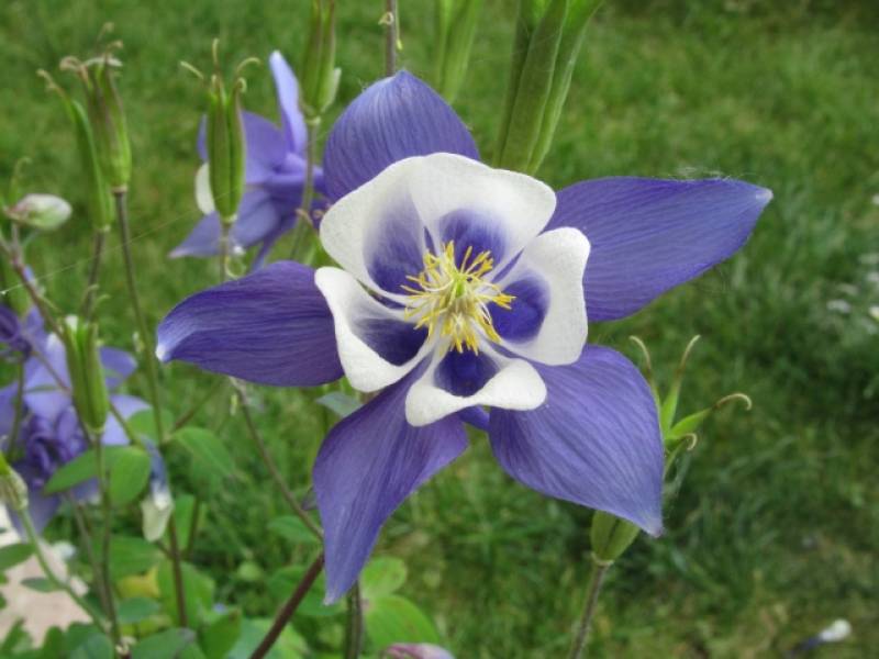 JA.D.E. Espaces verts  des paysagistes diplômés depuis 2006