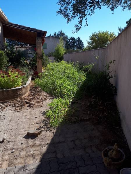 Bambous coupés à St Maximin la Ste Baume