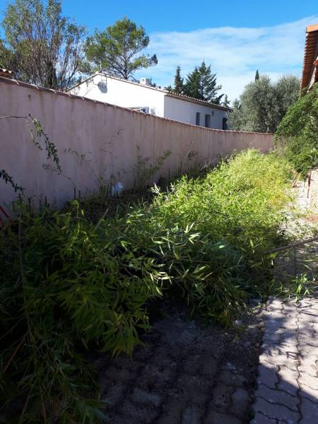 Coupe des bambous à 10 / 15 cm du sol dans le Var