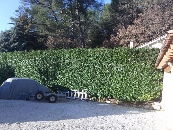 Taille de haie a Nans les pins