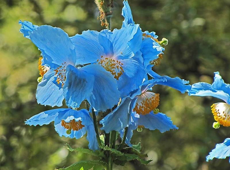 JA.D.E. Espaces verts  des paysagistes diplômés depuis 2006