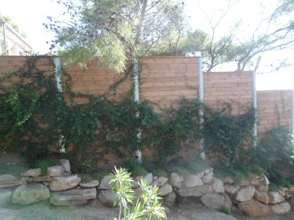 Végétaux à palisser dans le var Jade Espaces Verts