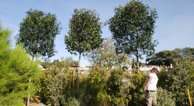 Très bon végataux en doublage de haie dans le var