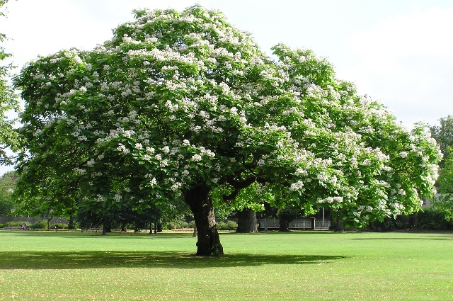 un catalpa en fleur