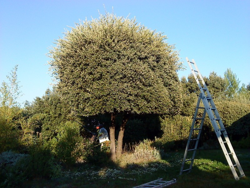 Taille ornementale à saint maximin la sainte baume