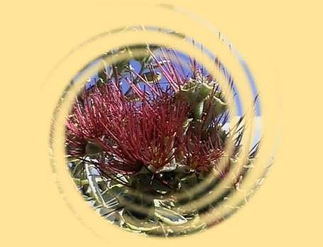 Encyclopédie de plante - France - Var - Jardin ! l'Encyclopédie.