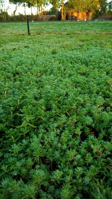 Culture de sedum pour toiture végétalisée