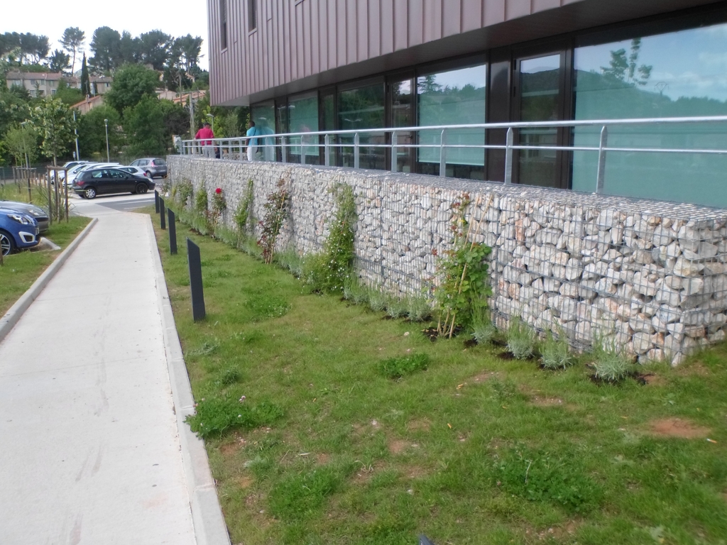 Rosiers grimpants pour couvrir des gabions dans le var