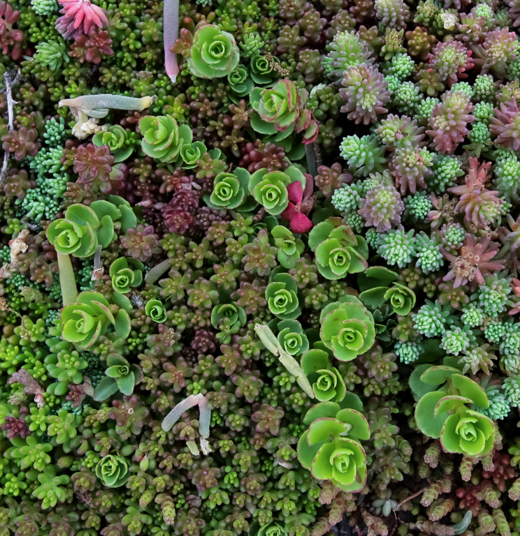 Sedum