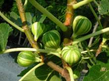 Spécialiste du figuier Provence Pépinières Baud : Une spécialité le Figuier